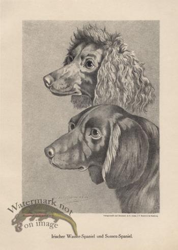 1890s Dogs 12